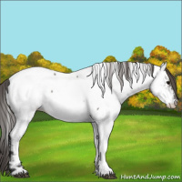 Horse Color:Grullo Appaloosa 