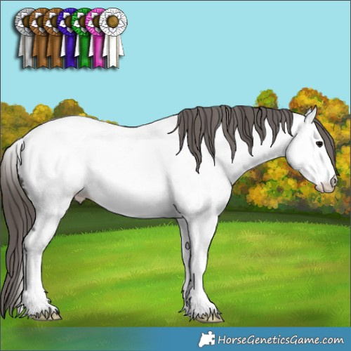 Horse Color:Grullo Appaloosa 