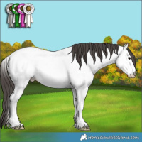 Horse Color:Grullo Appaloosa 