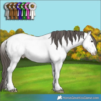 Horse Color:Grullo Near Fewspot 
