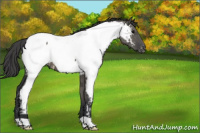 Horse Color:Grullo Appaloosa 