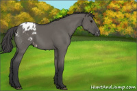 Horse Color:Grullo Appaloosa 