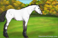 Horse Color:Grullo Appaloosa 
