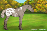 Horse Color:Silver Grullo Appaloosa 