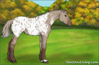 Horse Color:Silver Grullo Appaloosa 