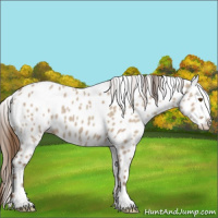 Horse Color:Classic Champagne Dun Appaloosa 