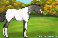Horse Color:Grullo Appaloosa 