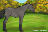 Horse Color:Grullo Varnish 