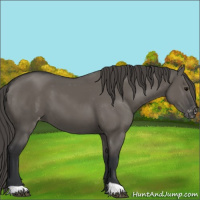 Horse Color:Grullo Appaloosa 