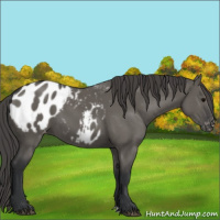Horse Color:Grullo Appaloosa 