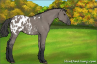 Horse Color:Grullo Near Leopard 
