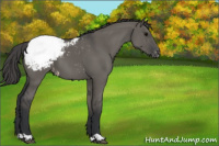 Horse Color:Grullo Appaloosa 
