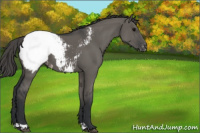 Horse Color:Grullo Appaloosa 