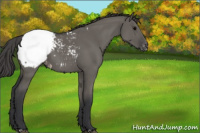 Horse Color:Grullo Appaloosa 
