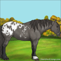 Horse Color:Grullo Appaloosa 