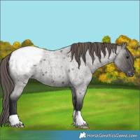 Horse Color:Grullo Roan Snowcap 