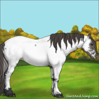 Horse Color:Grullo Appaloosa