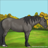 Horse Color:Grullo Varnish