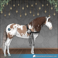 Horse Color:White Spotted Classic Champagne Splash Appaloosa 