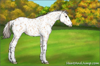 Horse Color:Bay Dun Appaloosa 