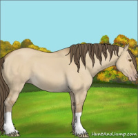 Horse Color:Classic Cream Champagne Dun 