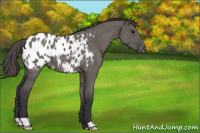 Horse Color:Grullo Appaloosa