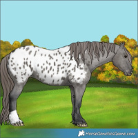 Horse Color:Grullo Appaloosa 