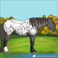 Horse Color:Grullo Appaloosa 