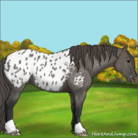 Horse Color:Grullo Appaloosa 