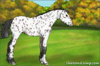 Horse Color:Grullo Near Leopard