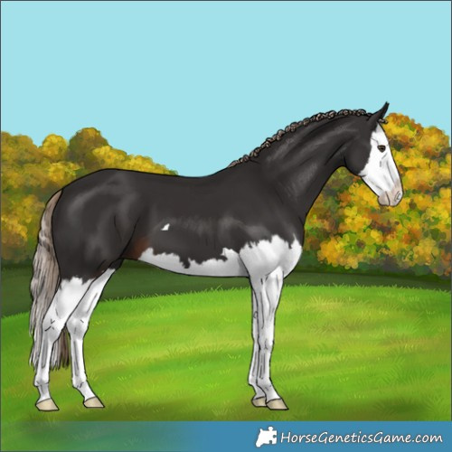 Horse Color:Liver Chestnut Splash 