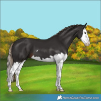 Horse Color:Liver Chestnut Splash
