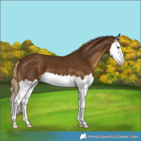 Horse Color:Chocolate Palomino Splash