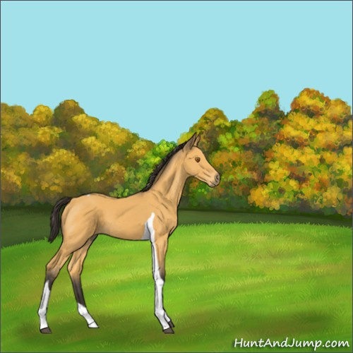 Horse Color:Unknown 