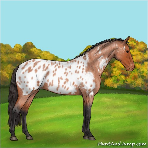 Horse Color:Bay Roan Appaloosa 