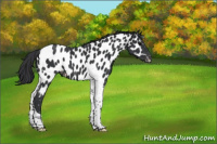 Horse Color:Black Tobiano Near Leopard 