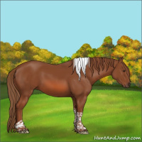 Horse Color:Chestnut Tobiano