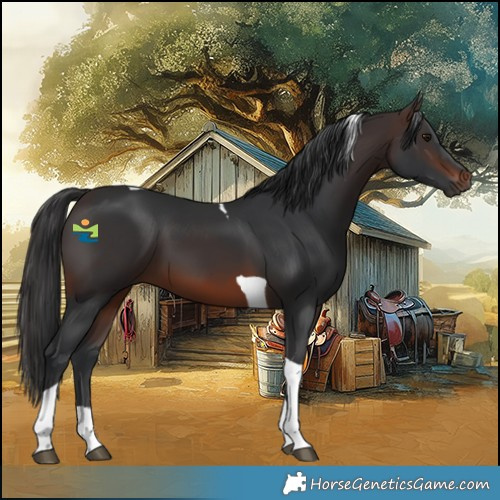 Horse Color:Brown Tobiano 