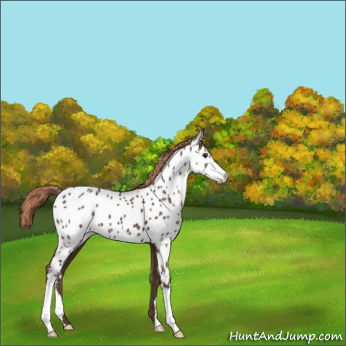 Horse Color:Liver Chestnut Appaloosa 