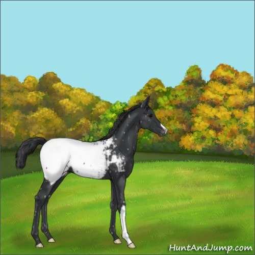 Horse Color:Black Appaloosa 