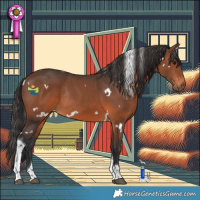 Horse Color:White Spotted Brown Tobiano Rabicano 