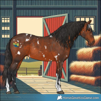 Horse Color:White Spotted Brown Tobiano Rabicano 