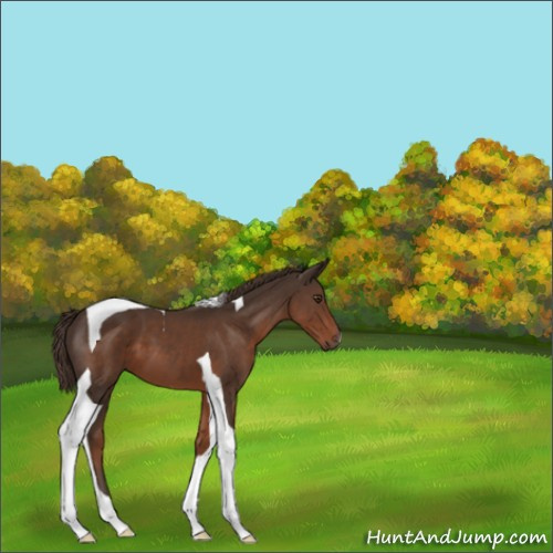 Horse Color:Liver Chestnut Tobiano 