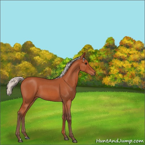 Horse Color:Silver Bay Roan 