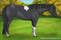 Horse Color:Blue Roan Tobiano 