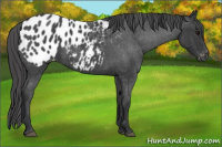 Horse Color:Blue Roan Appaloosa