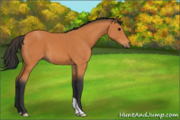 Horse Color:Bay 