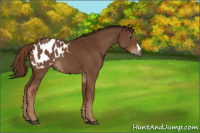 Horse Color:Gray Chestnut Appaloosa