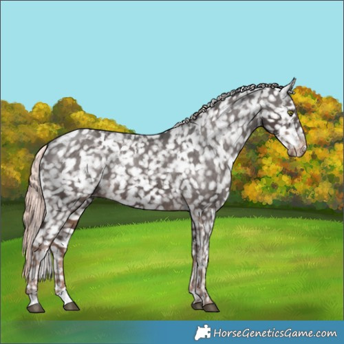 Horse Color:White Spotted Liver Chestnut Mushroom Appaloosa 