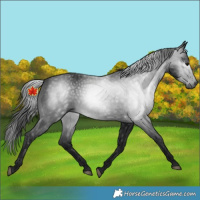 Horse Color:Unknown 